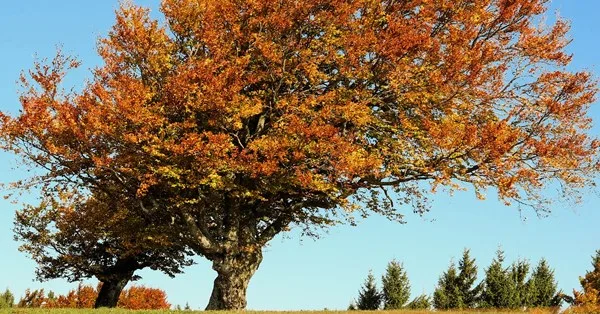 Coletâneas de Mensagens Cristãs